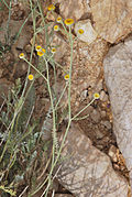 Tanacetum negevensis