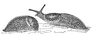 <i>Tandonia sowerbyi</i> Species of gastropod