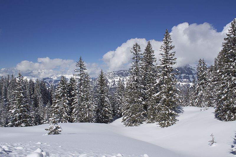 File:Tannenboden-Seebenalp Winter hiking trail - panoramio - Patrick Nouhailler's… (23).jpg