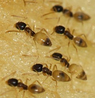 <i>Tapinoma melanocephalum</i> Species of ant