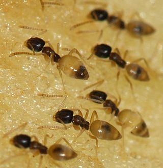 <i>Tapinoma</i> Genus of ants