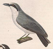 Tephrodornis virgatus 1838.jpg