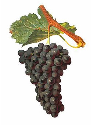 <span class="mw-page-title-main">Terret (grape)</span> Variety of grape