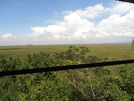 An image of the Keibul Lamjao NP, shot from the watching point.