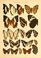 The Macrolepidoptera of the world (Taf. 61) (8145261335).jpg