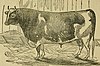 The domestic animals - from the latest and best authorities. Illustrated (1860) (14784573923).jpg