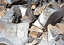 Սվաստիկաներ Գեղամա լեռնաշղթայի ժայռապատկերներում[3]