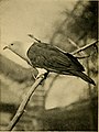 The world's birds a simple and popular classification of the birds of the world (1908) (14748696265).jpg