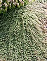 Thymus pulegioides subsp. pulegioides