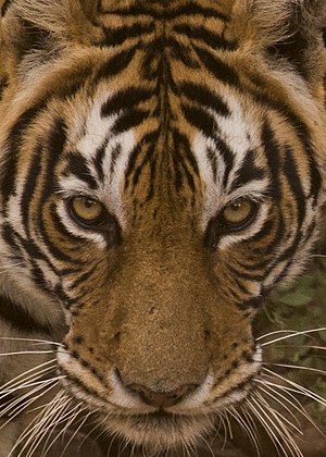 Tiger - Panthera tigris