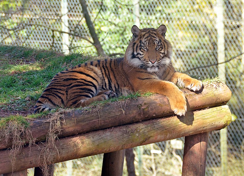 File:Tiger in Paignton Zoo.jpg