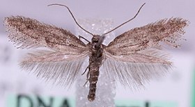 Tinagma anchusella.jpg