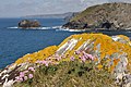 * Nomination Lichen on a rock, Cornwall, Tintagel, UK --DKrieger 19:59, 23 November 2010 (UTC). * Promotion  Support Beautiful colors, good DoF, correct exposure. --Murdockcrc 19:22, 25 November 2010 (UTC)