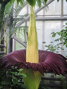 Titan Arum Bloom at Paignton Zoo 2018 Titun Arum 06.09.2018 HR-2.jpg