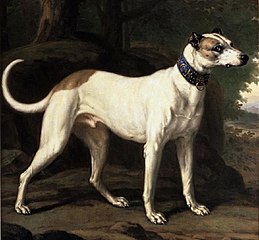 Turck, a Hound Belonging to King Karl XI