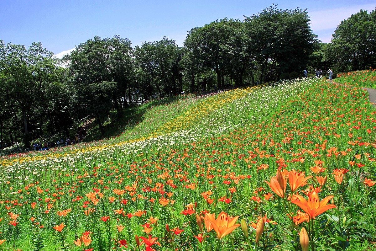 ところざわのゆり園 Wikipedia