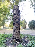 Thumbnail for File:Tondelzwammen (Ganoderma applanatum) op zilveresdoorn (Acer saccharinum).jpg