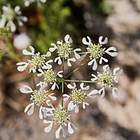 Inflorescence.