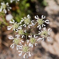 Description de l'image Tordylium apulum-Inflorescence-20150415.jpg.