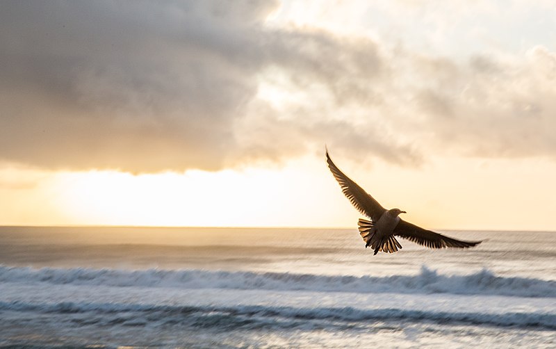 File:Torrey Pines Sunset (15834638277).jpg