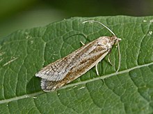 Tortricinae - Eana osseana.jpg 