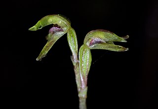 <i>Townsonia</i> Genus of flowering plants