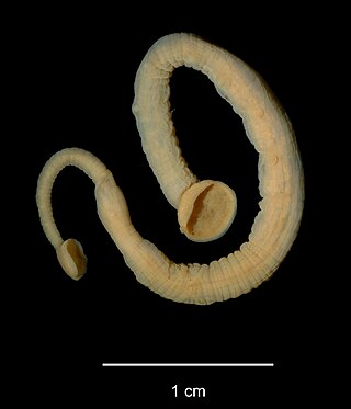 <i>Trachelobdella lubrica</i> Species of marine leech