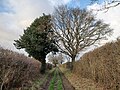 * Nomination Trees flanking a farmtrack near Kitelands, Micheldever, Hampshire, England. By User:Simon Burchell --Yann 08:46, 21 September 2023 (UTC) * Promotion  Support Good quality. --Velvet 06:17, 22 September 2023 (UTC)