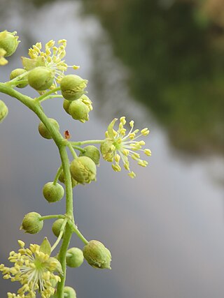 <i>Mallotus nudiflorus</i> Species of plant in the family Euphorbiaceae