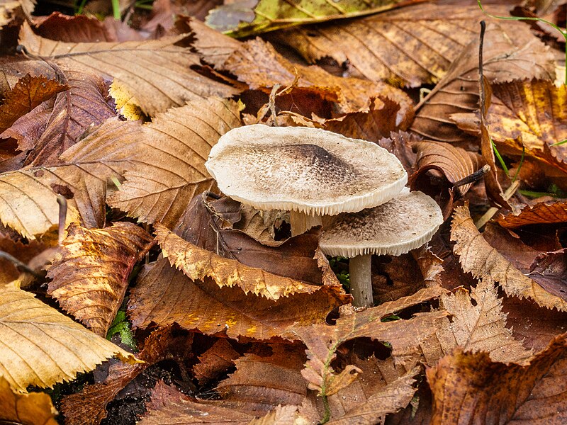 File:Tricholoma. Locatie, Paddenstoelenreservaat. 31-10-2022. (actm.) 11.jpg