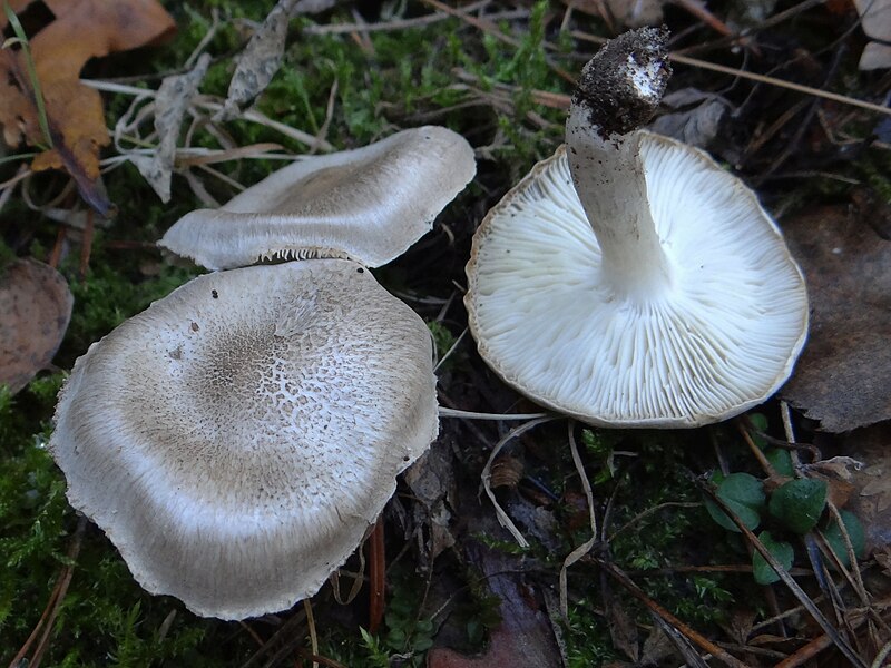 File:Tricholoma scalpturatum a1 (3).jpg