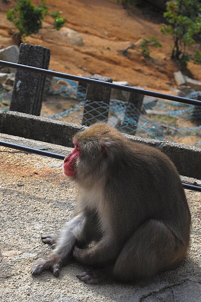 File:Trip to Miyajima; October 2008 (24).jpg