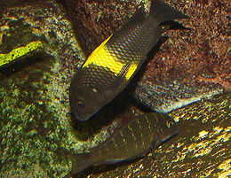 Morio brabantas (Tropheus moorii)