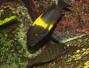 Tropheus spec.  "Kiriza" and Tropheus moorii "Kachese" (below)