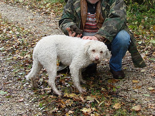 Lagotto romagnolo et sa récolte de truffes