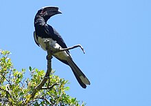 Trumpeter Hornbill (Bycanistes bucinator) female, iSimangaliso, KwaZulu-Natal (45737742455).jpg