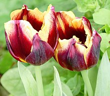 'Gavota', a division 3 cultivar Tulip Gavota.jpg