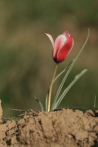 Tulipa sp, Parwan, Afghanistan.jpg