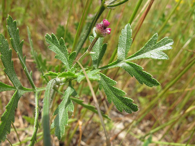 File:Turgenia latifolia leaf (01).jpg