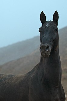 Tête d'un cheval noir sur paysage de montagne et de désert.