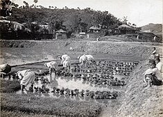 Transplanting by hand method of cultivation, photographed in the early 20th century. This can be seen to be slow, labour-intensive work requiring high levels of rural population. Tying bundles of young rice plants for transplanting, Korea, (s.d.) (Taylor box21num11).jpg