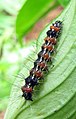 Unidentified caterpillar from Koovery