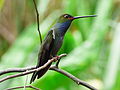 Urochroa bougueri (Colibrí nagüiblanco) (14144500332).jpg