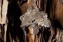 Uroplatus giganteus (15881100376) .jpg