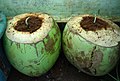Usage of coconut shells as natural pot for Garlic (Allium sativum) plants.jpg