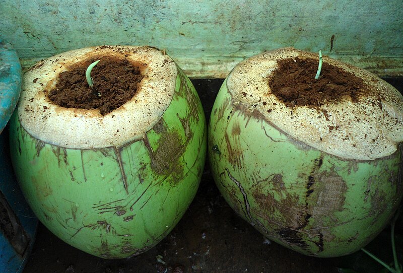 File:Usage of coconut shells as natural pot for Garlic (Allium sativum) plants.jpg