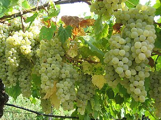 <span class="mw-page-title-main">Durella</span> Variety of grape