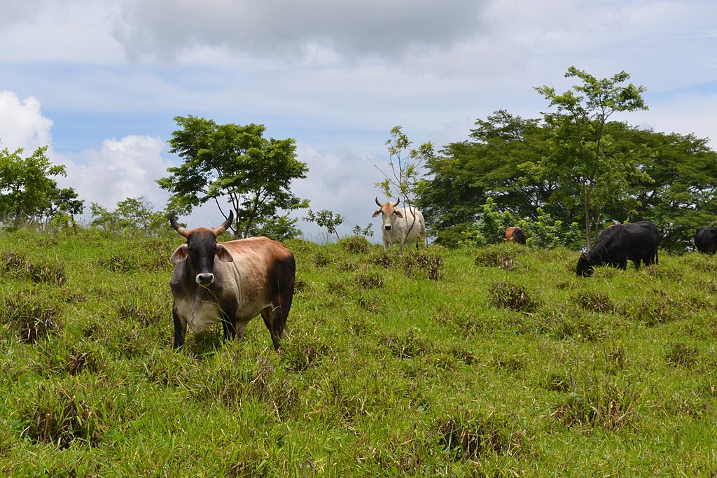 Vacas en Nicaragua.jpg