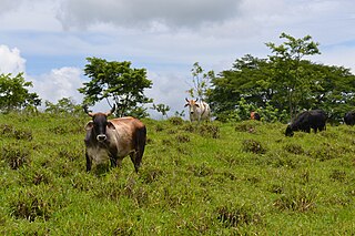 Bovine submaxillary mucin coatings