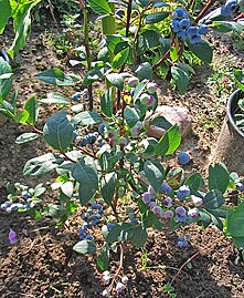 Young shrub with fruit